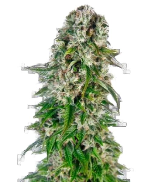 Sensi Big Bud 3+1 Auto